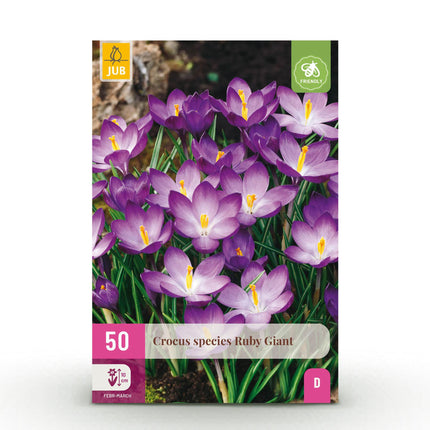 Bulbes de fleurs - Crocus Ruby Giant - Violet - 50 bulbes - Calibre 5/6 - Paquet XXL