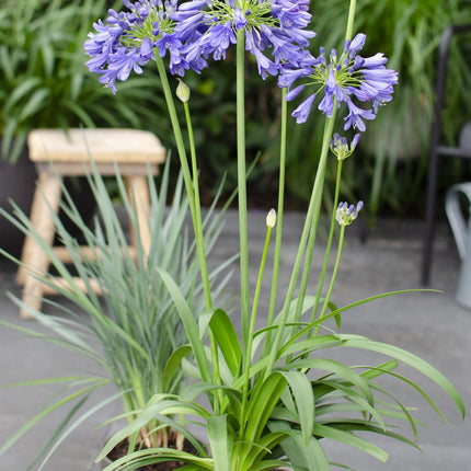 Agapanthus 'Ever Sapphire' - lilia afrykańska - ↕30cm - Ø19cm
