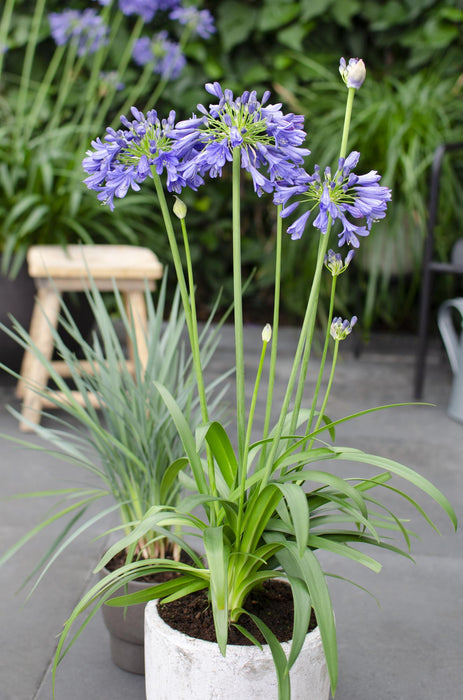 Agapanthus 'Ever Sapphire' - Afrikaanse Lelie - ↕30cm - Ø19cm