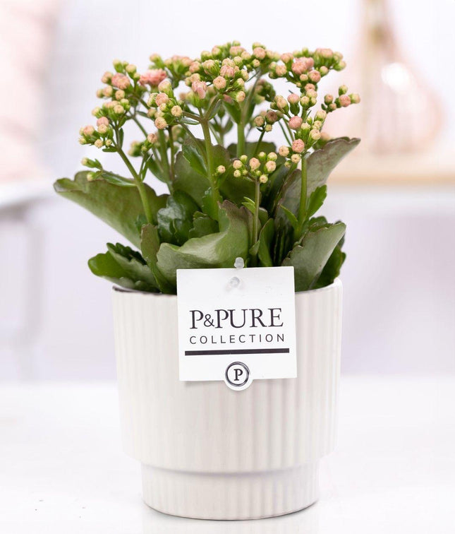 Kalanchoe rosa en cerámica P&PURE Ivy, blanco brillante - Ø12cm - ↕27cm
