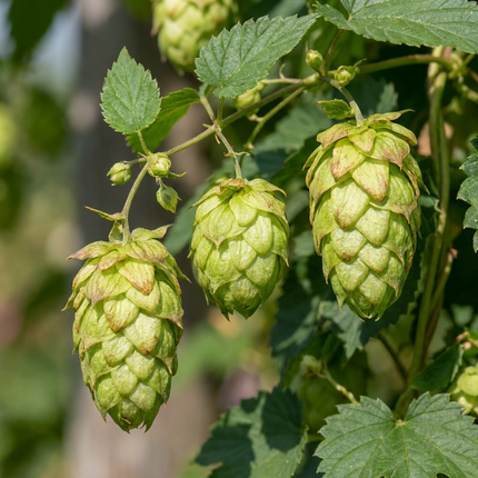 Humulus lup. Nordbrau - Noordbrouwhop 6x - Groen - Klimplant - Ø9cm - ↕35cm