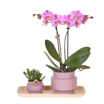 Kolibri Orchids | Gift Set Allure Paars - Roze-Paarse Phalaenopsis Orchidee Mineral Frederikstad & Succulent