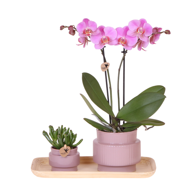 Kolibri Orchids | Gift Set Allure Paars - Roze-Paarse Phalaenopsis Orchidee Mineral Frederikstad & Succulent