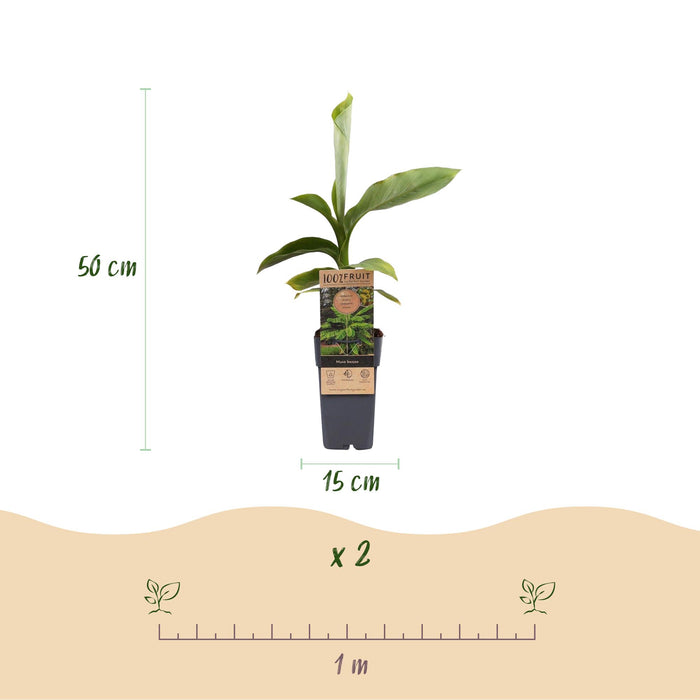 Fruitplant - Japanse vezelbanaan - Musa Basjoo - Winterhard - 2 planten - Pot 15cm Hoogte 50cm