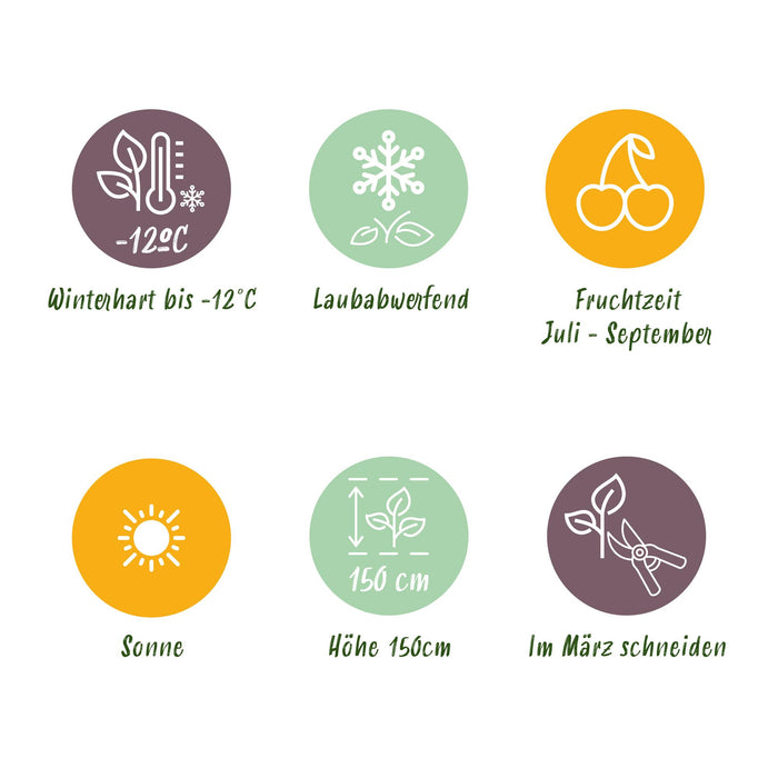 Tuinplant - Ficus carica Brown Turkey - Plant op stam - Terras Plant - Bladverliezend - Weinig Onderhoud - Pot 19cm Hoogte 90cm