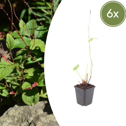 Persicaria amplexicaulis 'Speciosa' - Duizendknoop - ↕10-25cm - Ø9cm - 6x