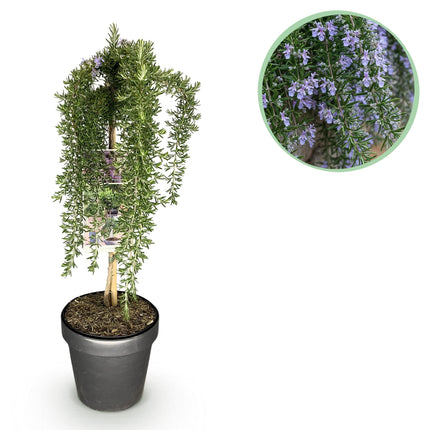Rosmarinus officinalis Prostratus – Terrassenpflanze – immergrün – winterhart – violette Blume – Topf 19 cm, Höhe 90 cm