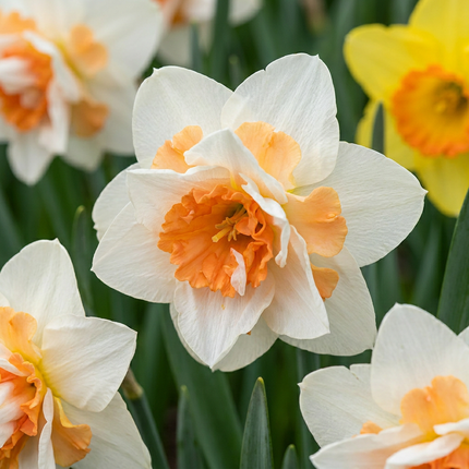 80x Narcissus Replete - Bloembollen - Dubbele narcis Replete - Wit en Oranje - Voorjaarsbloeier - Bolmaat 10/12