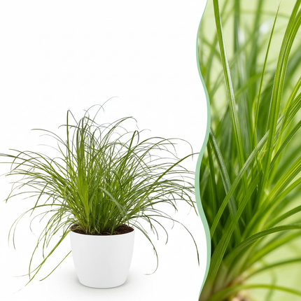 Cyperus alternifolius Zumula - Erba gatta - con vaso bianco - ↕20cm - Ø12cm