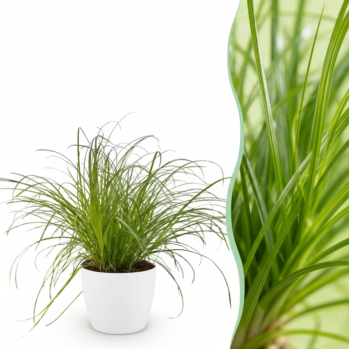 Cyperus alternifolius Zumula - Kattengras - met witte plantenpot - ↕20cm - Ø12cm