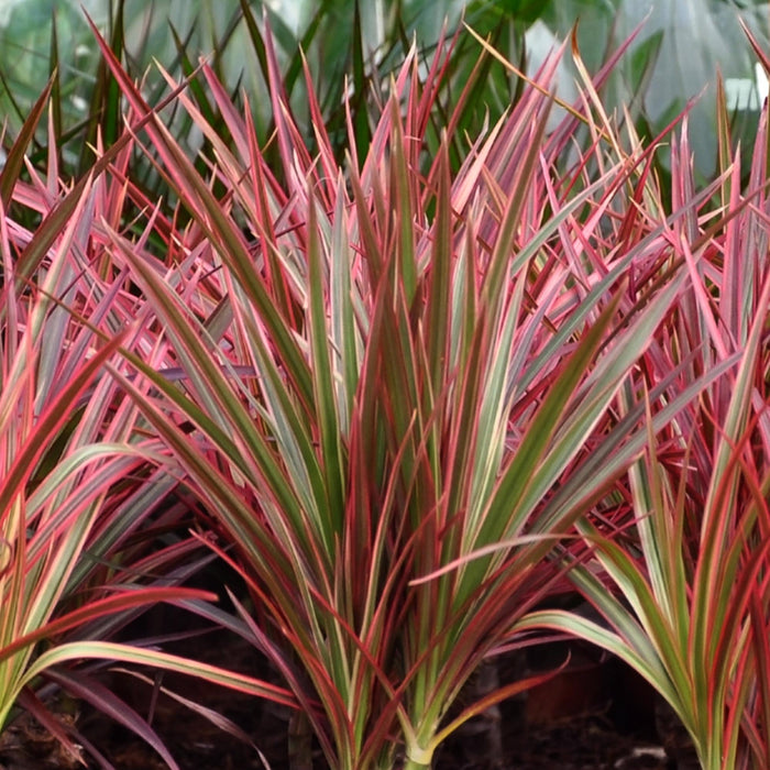 Dracaena Magenta - Drakenbloedboom - met grijze plantenpot - ↕90-100cm - Ø21cm