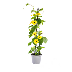 Collection image for: Suzanne Aux Beaux Yeux (Thunbergia Alata)