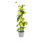Suzanne Met De Mooie Ogen (Thunbergia Alata)