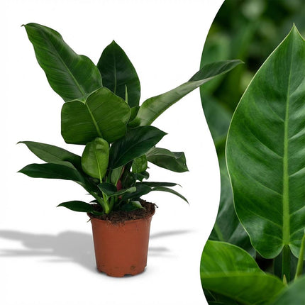 Philodendron Imperial Green - ↕65cm - Ø19cm