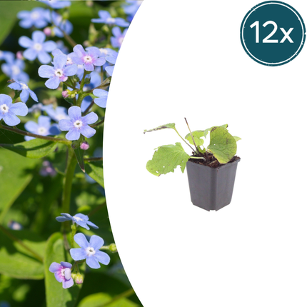 Brunnera macrophylla - Kaukasisch vergeet mij nietje - ↕10-25cm - Ø9cm - 12x