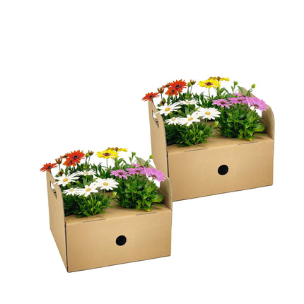 Marguerite espagnole - Osteospermum ecklonis Mix - ↕20cm - Ø12cm - 8x