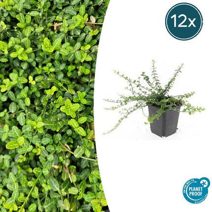 Euonymus fortunei 'Minimus' - Cappello del cardinale giapponese - ↕10-25cm - Ø9cm - 12x