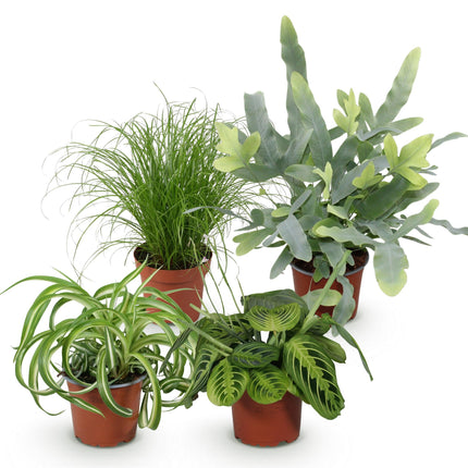 Plant box - Chlorophytum - Cyperus - Phlebodium - Maranta - ↕25cm - Ø12cm - 4x