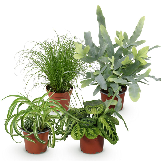 Plantenbox - Chlorophytum - Cyperus - Phlebodium - Maranta - ↕25cm - Ø12cm - 4x