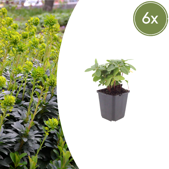 Euphorbia amygdaloides robbiae - Spurge - ↕10-25cm - Ø9cm - 6x