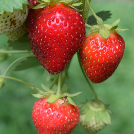 Fragaria x ananassa Delizzimo - Aardbeiplant - ↕45cm - Ø13cm