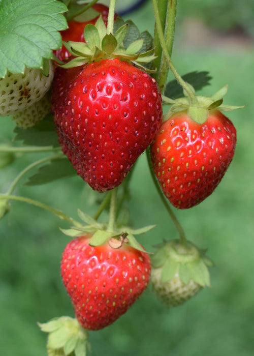 Fragaria x ananassa Delizzimo - Aardbeiplant - ↕45cm - Ø13cm