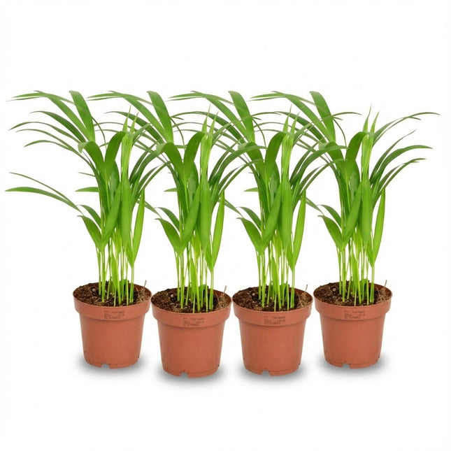 Areca Dypsis Lutescens – Goldpalme – ↕40 cm – Ø12 cm – 4 Stück