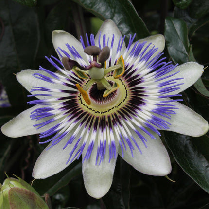 Passiebloem - Passiflora Blauw caerulea - ↕65cm - Ø15cm