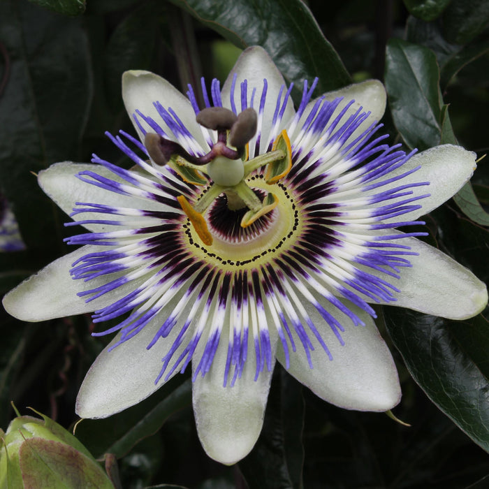 Passiebloem - Passiflora Blauw caerulea - ↕65cm - Ø15cm