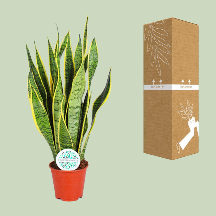 Sansevieria Trifasciata Laurentii - Vrouwentong - ↕50cm - Ø14cm