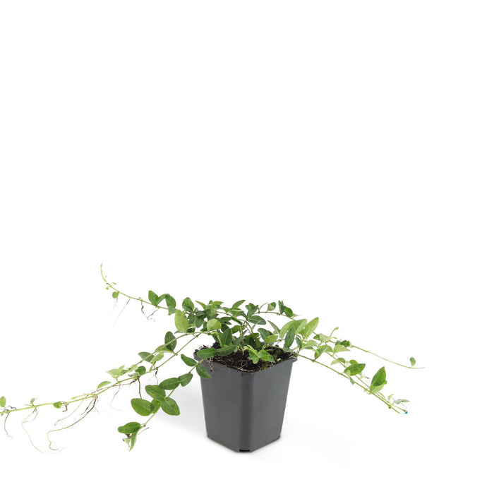 Vinca minor 'Alba' - ↕10-25cm - Ø9cm - 24x