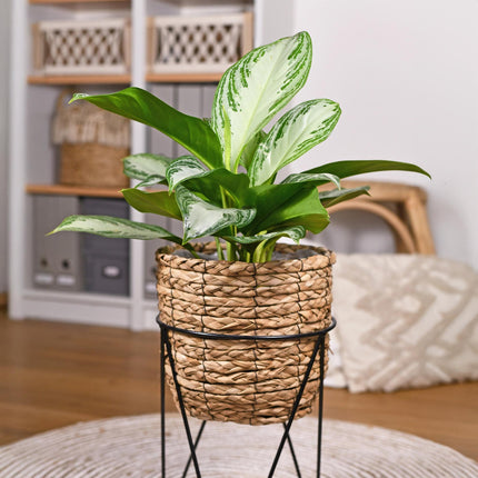 Aglaonema Silver Bay - Silver Leaf - ↕70-75cm - Ø17cm