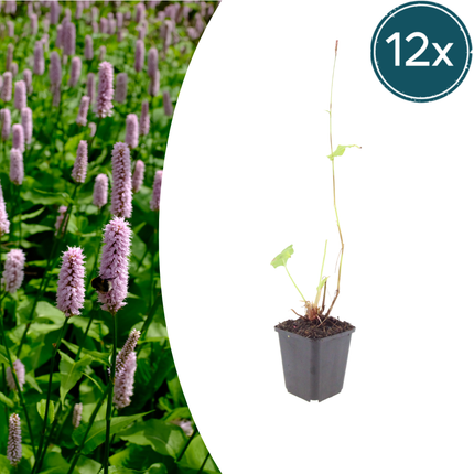 Persicaria affinis 'Superba' - Duizendknoop - ↕10-25cm - Ø9cm - 12x