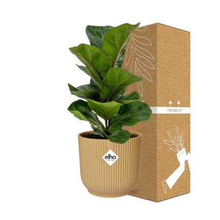 Ficus Lyrata 'Bambino' i gul elho Vibes Fold - Ø14cm