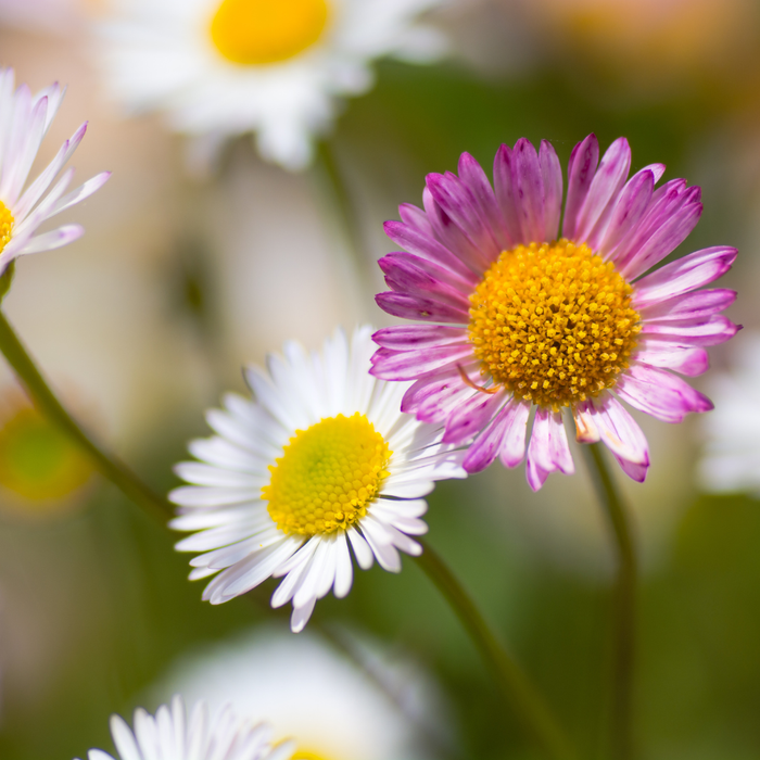 12x Erigeron karvinskianus - ↕10-25cm - Ø9cm