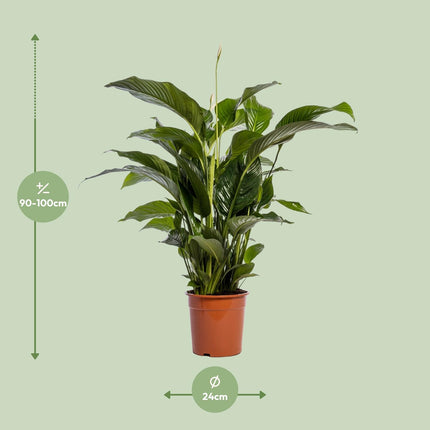 Spathiphyllum Bellini - Giglio della pace - ↕100cm - Ø24cm