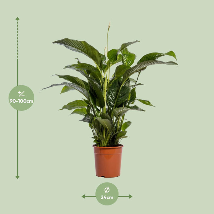 Spathiphyllum Bellini - Lepelplant - ↕100cm - Ø24cm