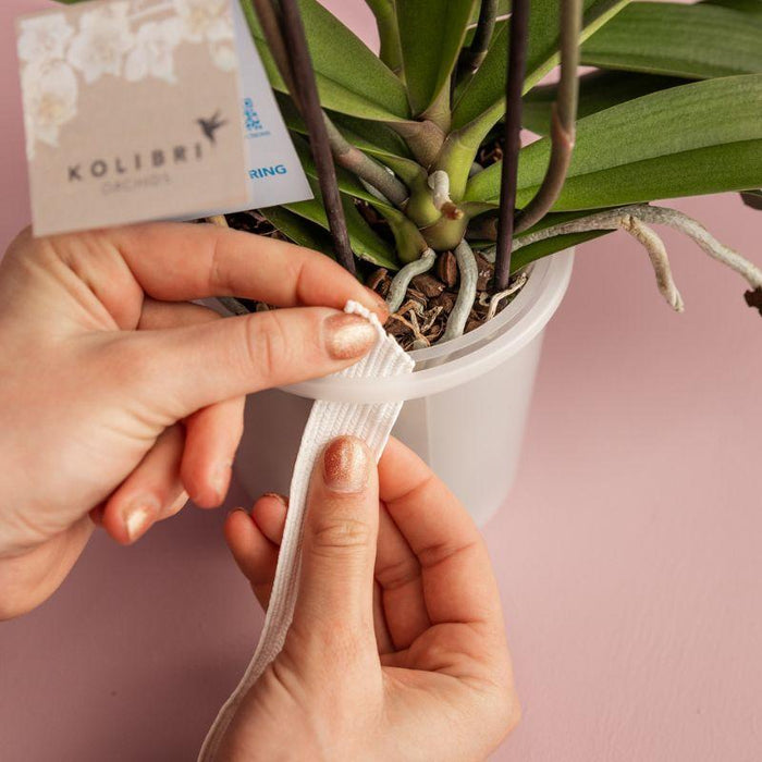 Kolibri Home | Como sierpot incl. watergeefsysteem - 2x Ø9cm