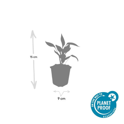 Echinacea purpurea 'White Swan' - Zonnehoed - ↕10-25cm - Ø9cm - 60x