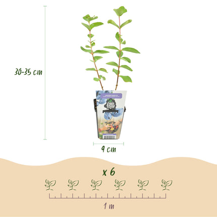 Mirtillo (Lonicera caerulea Kamtschatica) - Resistente - 6 piante - Vaso da 9 cm - Mirtillo