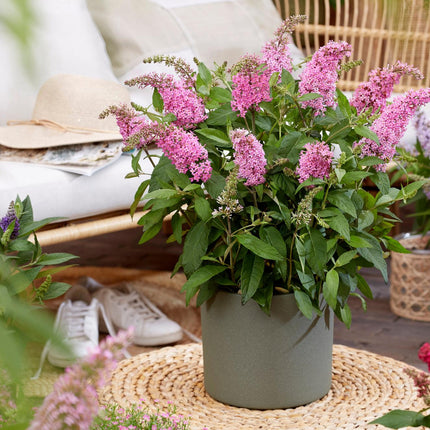 Buddleja davidii Butterfly Candy Little Pink - Sommerfuglebusk - Kompakt - Lyserød - ↕20-25cm - Ø12cm