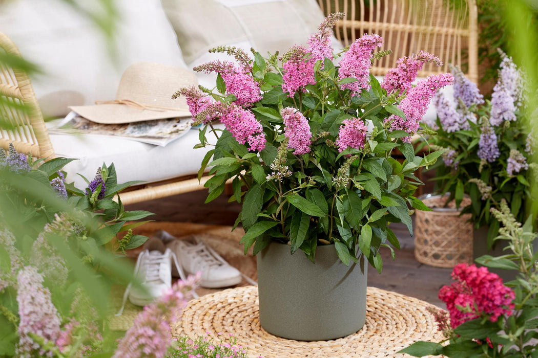 Buddleja davidii Butterfly Candy Little Pink - Vlinderstruik - Compact - Roze - ↕20-25cm - Ø12cm
