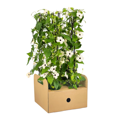 Suzanne der schönen Augen – Thunbergia alata Sunny Susy White – ↕60 cm – Ø13 cm – 4x