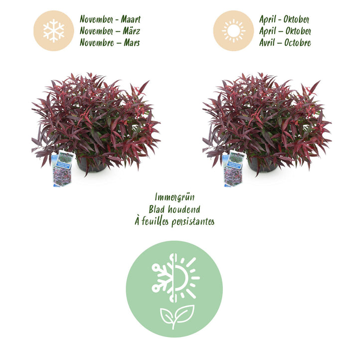 Leucothoe Burning Love - Rood - 2 Planten - Groenblijvend - Weinig Onderhoud - Pot 17cm Hoogte 45cm