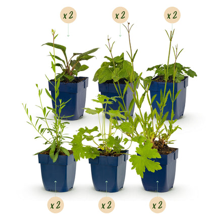 Borderpakket - Bijen en vlinderlokkend - Diversen - Soorten en kleuren - 12 Planten - Pot 11cm - Hoogte 15-25cm