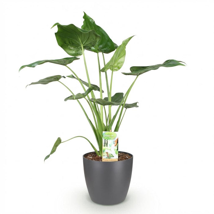 Alocasia Cucullata - Boeddha's hand - met grijze plantenpot - ↕65-70cm - Ø21cm