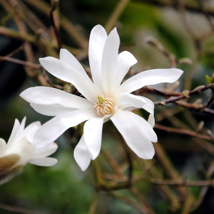 Sternmagnolie (Magnolia stellata) – Weißblühend – 1 Pflanze – Laubabwerfend – Pflegeleicht – Topf: 17 cm, Höhe: 45 cm