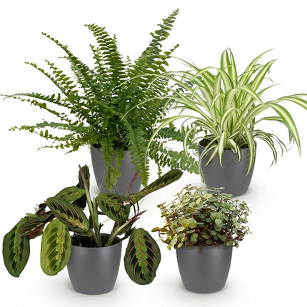 Box de plantes - Chlorophytum - Maranta - Callisia - Nephrolepsis - avec pots de fleurs gris - ↕25cm - Ø12cm - 4x