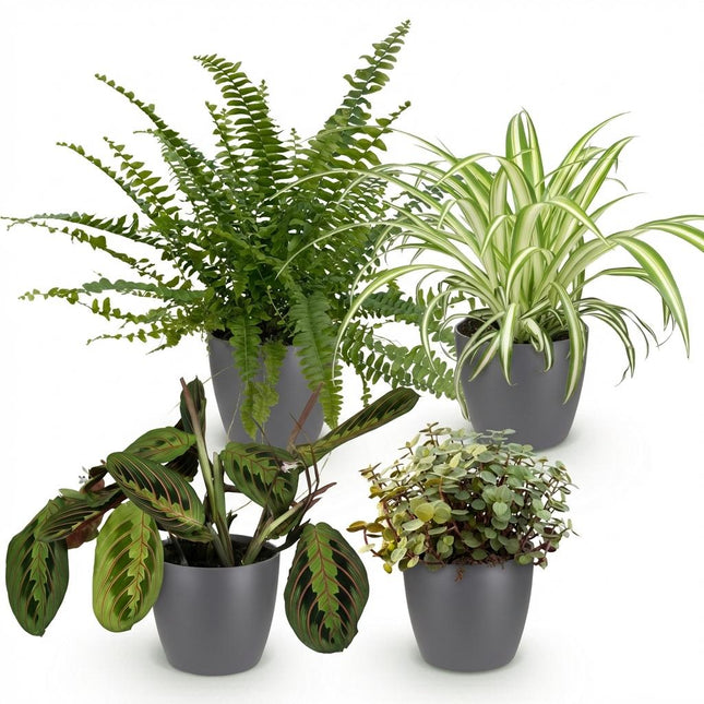 Caja para plantas - Chlorophytum - Maranta - Callisia - Nephrolepsis - con macetas grises - ↕25cm - Ø12cm - 4x