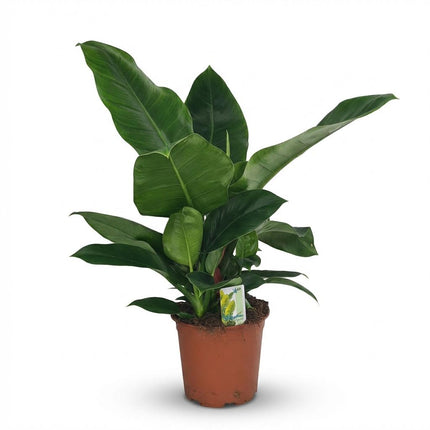 Philodendron Imperial Green - ↕65cm - Ø19cm